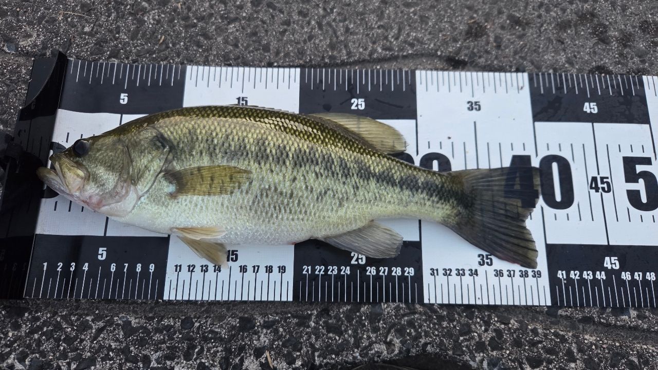 ブラックバスの釣果写真