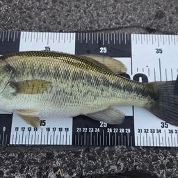 ブラックバスの釣果写真