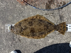 ヒラメの釣果