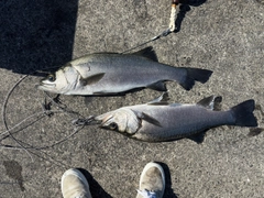 ヒラスズキの釣果