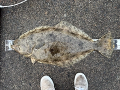 ヒラメの釣果