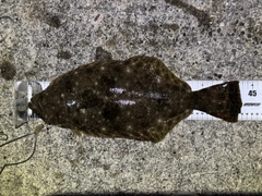 ヒラメの釣果