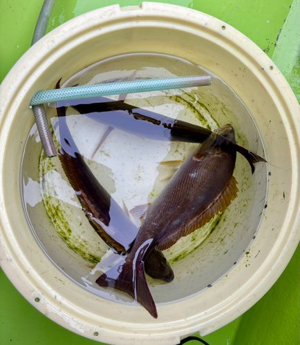 イサキの釣果