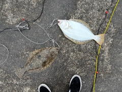 ヒラメの釣果