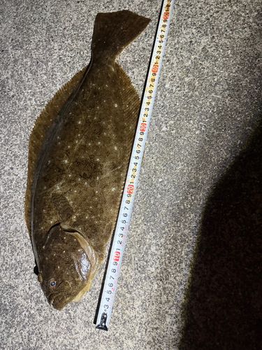 ヒラメの釣果