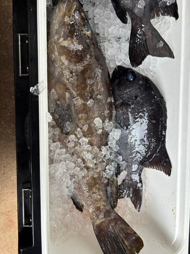 クエの釣果