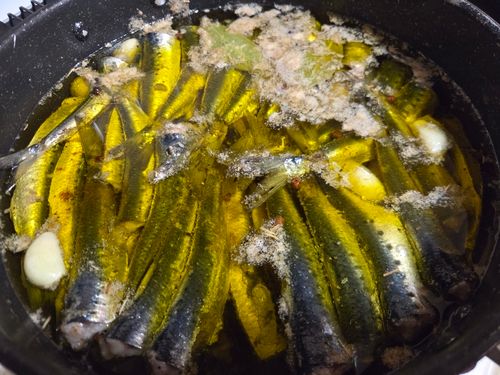 マイワシの釣果
