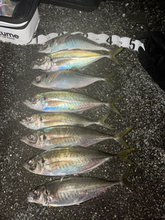 マアジの釣果