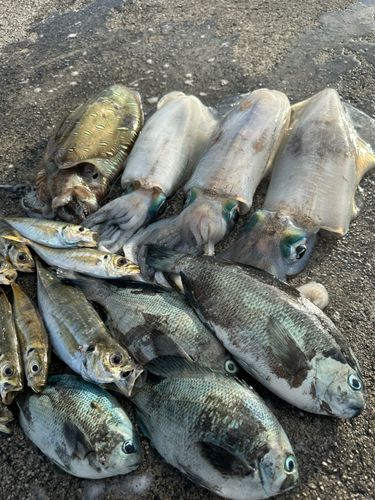 アオリイカの釣果