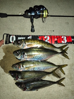 アジの釣果
