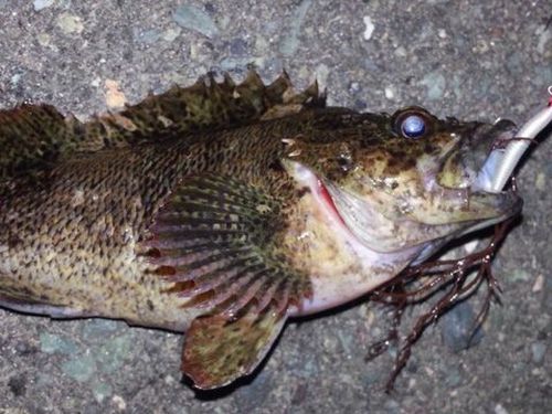 ムラソイの釣果
