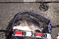 キビレの釣果