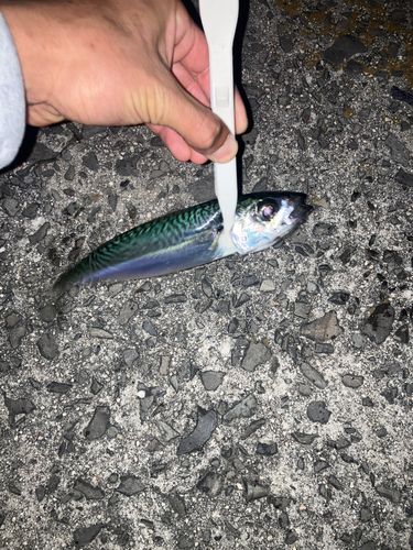サバの釣果