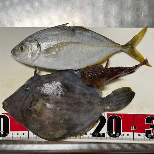 カワハギの釣果
