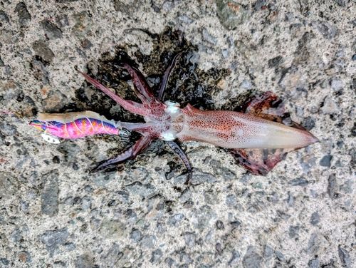 マメイカの釣果