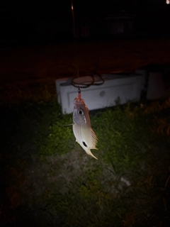 ヤマトビーの釣果
