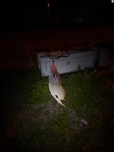 ヤマトビーの釣果