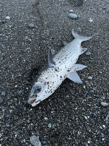 ボラの釣果