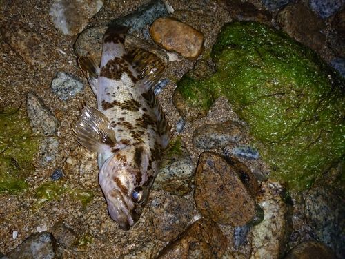 ガシラの釣果