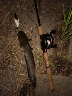 ニホンナマズの釣果