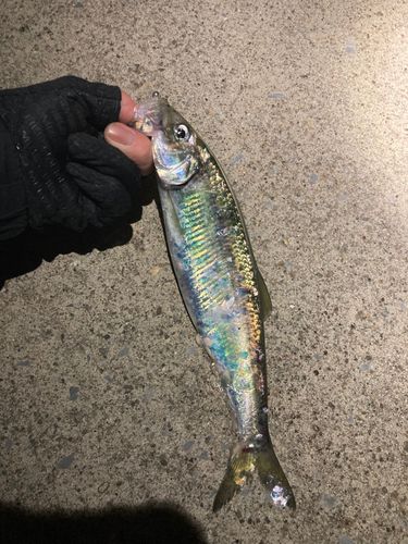 ニシンの釣果