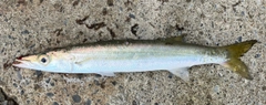 カマスの釣果