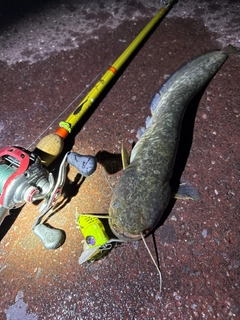 ナマズの釣果