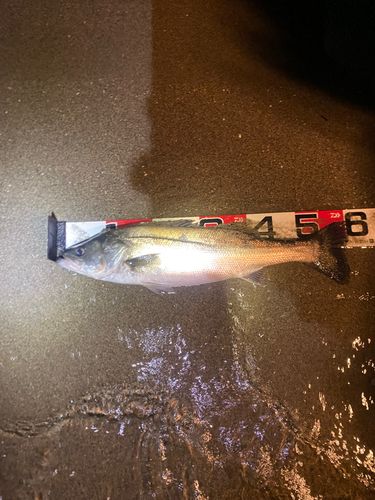 スズキの釣果