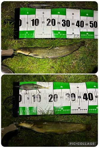 ナマズの釣果