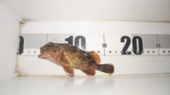 ガシラの釣果
