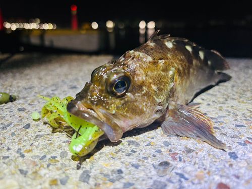 カサゴの釣果