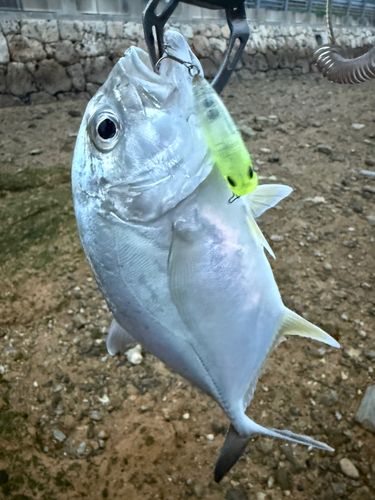 メッキの釣果