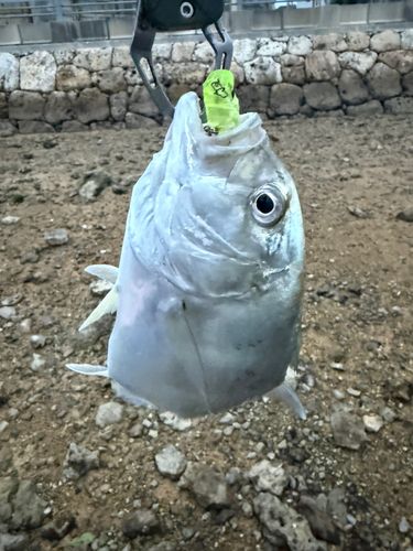 メッキの釣果