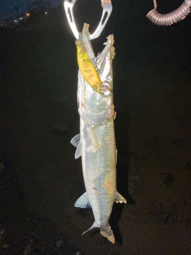 カマスの釣果