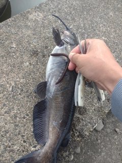 アメリカナマズの釣果