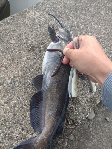 アメリカナマズの釣果