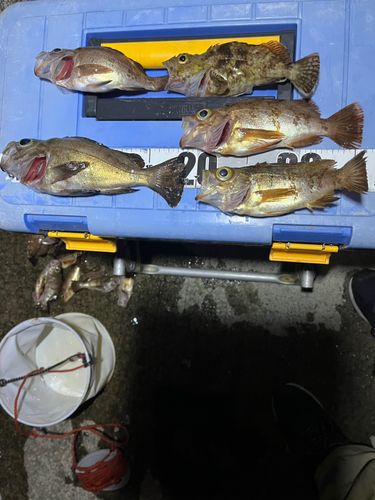 メバルの釣果