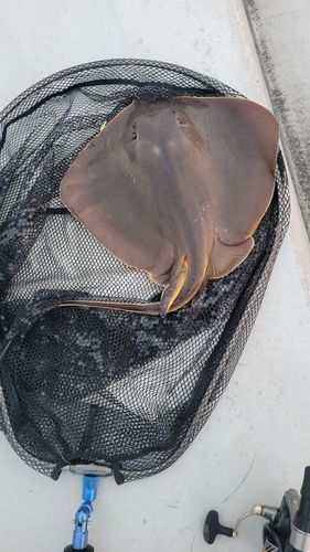 アカエイの釣果