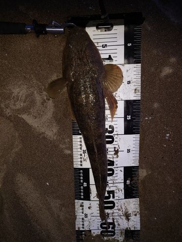 マゴチの釣果