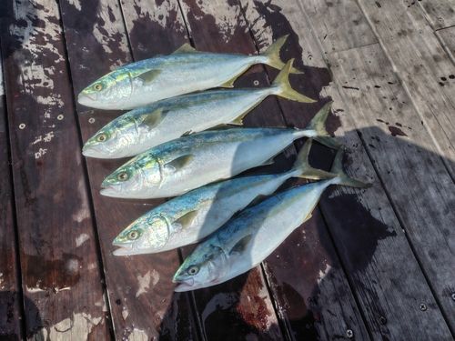 イナダの釣果