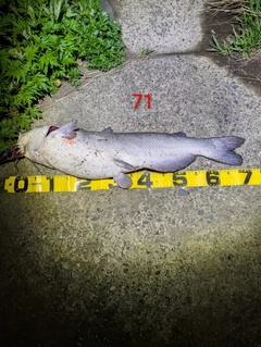 アメリカナマズの釣果