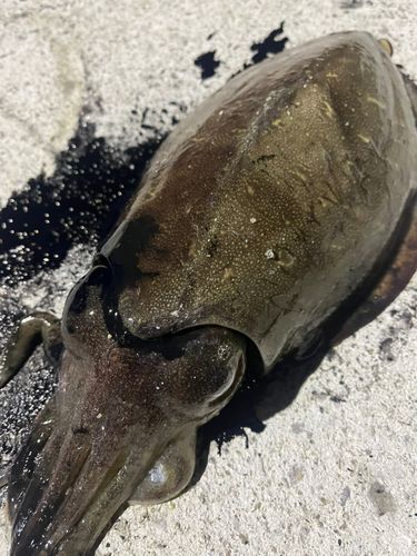 コウイカの釣果