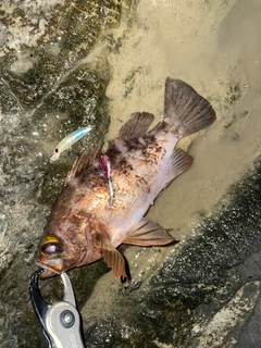 メバルの釣果