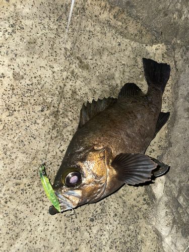 メバルの釣果