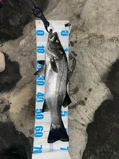 ヒラスズキの釣果