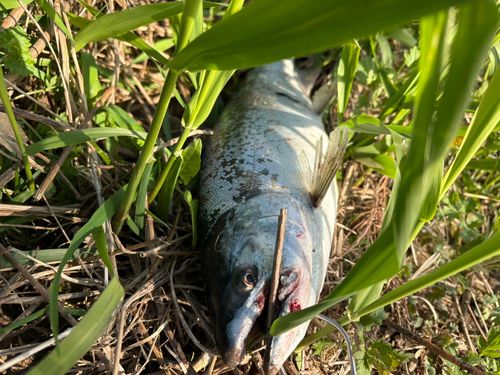 サクラマスの釣果