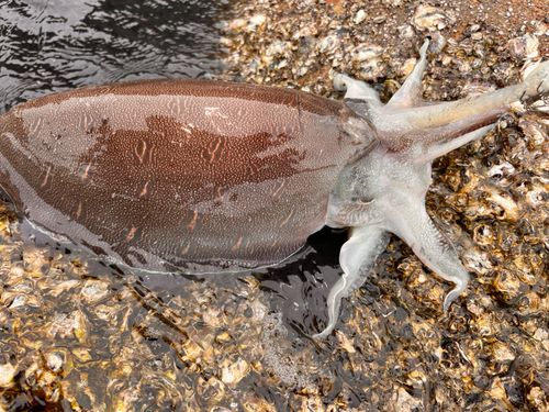 コウイカの釣果