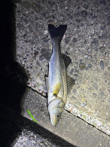 セイゴ（マルスズキ）の釣果
