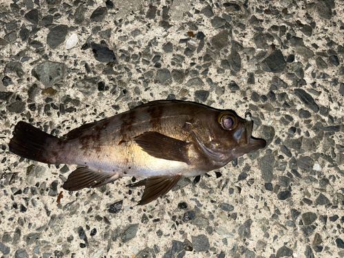 メバルの釣果
