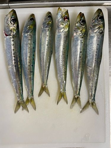 イワシの釣果